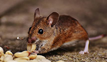 24 Hour & Emergency Exterminators in Henderson, NC